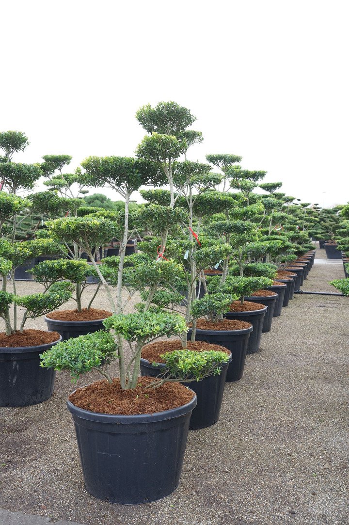 Rinčiuotasis bugienis (Lot Ilex cren.) 'Blondie' BONSAI 150-175 C180