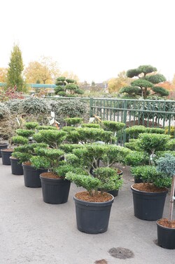 Rinčiuotasis bugienis (Lot Ilex cren.) 'Blondie' BONSAI 60-80 CM C55 - nuotrauka 2
