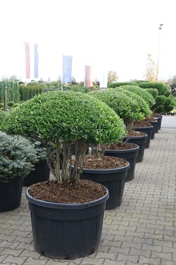 Rinčiuotasis bugienis (Lot Ilex cren.) 'Blondie' SCHERM 100/+ C230/P85 - nuotrauka 2