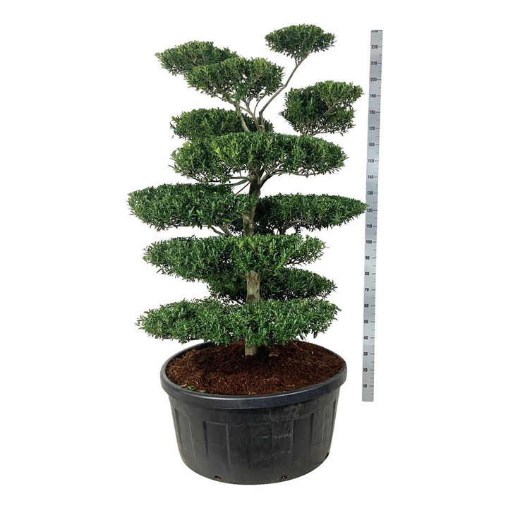 Rinčiuotasis bugienis (Lot Ilex cren.) 'Blondie' BONSAI 150-175 CM P95/C240