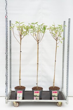 Rinčiuotasis bugienis (Lot Ilex cren.) 'Convexa' 50 CM ST C10