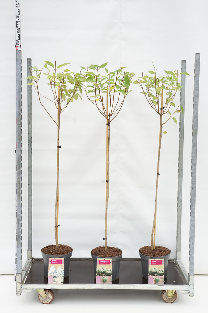 Rinčiuotasis bugienis (Lot Ilex cren.) 'Convexa' 50 CM ST C10
