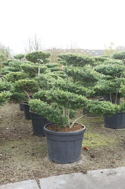 Rinčiuotasis bugienis (Lot Ilex cren.) 'Convexa' BONSAI 80-100CM C80 - nuotrauka 2