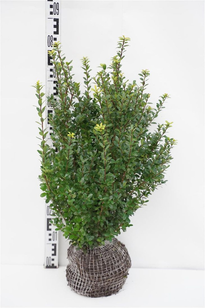 Rinčiuotasis bugienis (Lot Ilex cren.) 'Caroline Upright' 50-60 CM RB