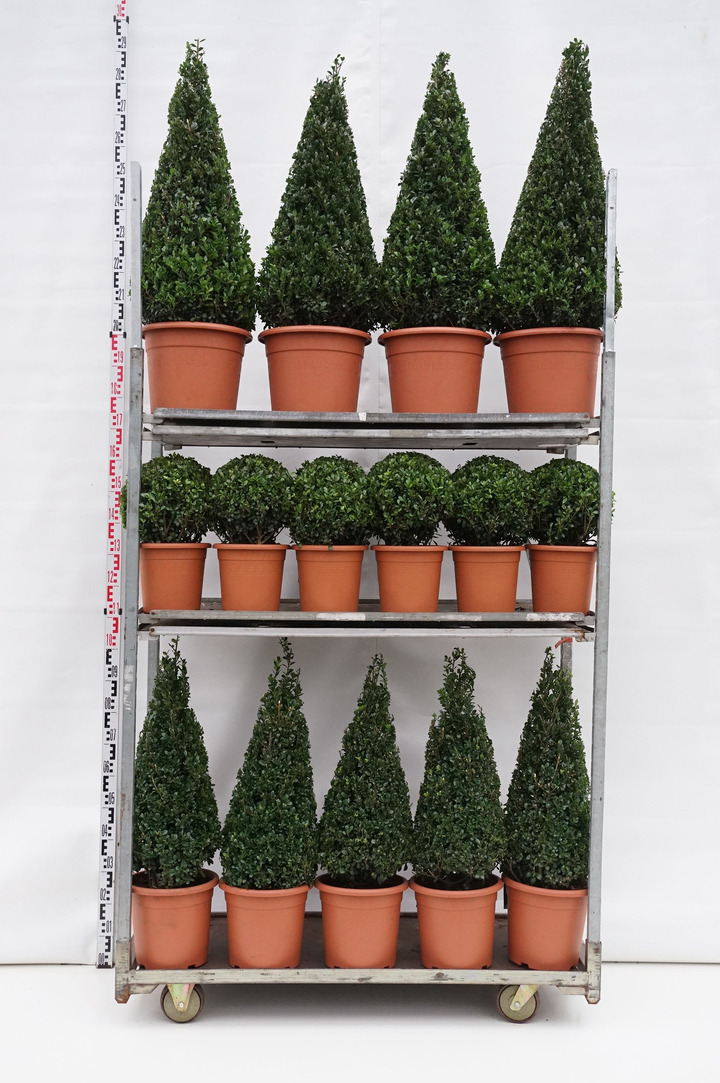 Rinčiuotasis bugienis (Lot Ilex cren.) 'Caroline Upright' MIX CC 4 15x Ball 25-30 CM + 10x Pyramid 60-70 CM + 8x Pyramid 80-90 C