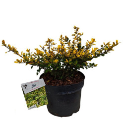 Rinčiuotasis bugienis (Lot Ilex cren.) 'Glory Gem' C3/P19 25-30 CM