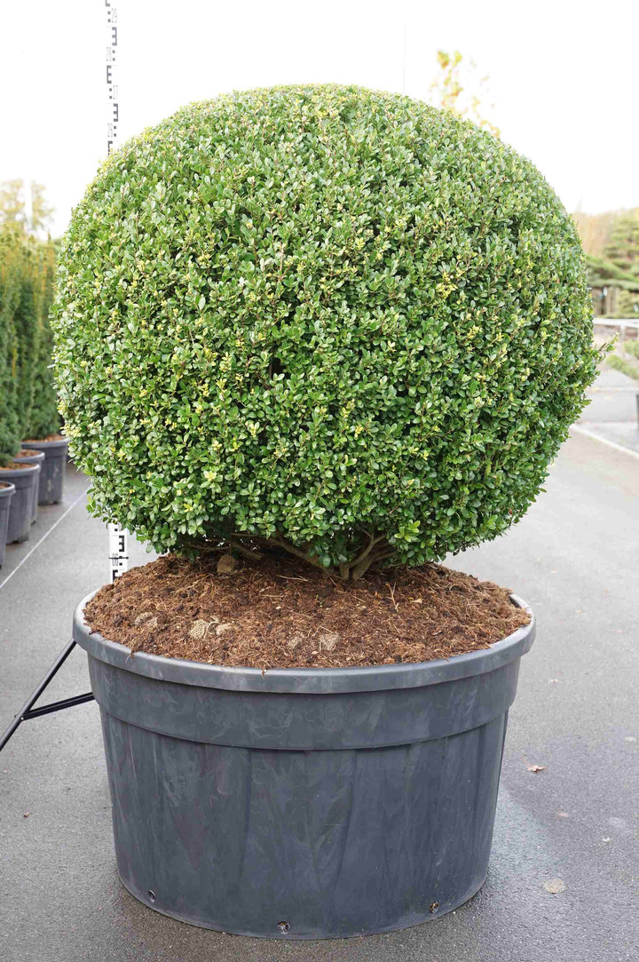 Rinčiuotasis bugienis (Lot Ilex cren.) 'Glory Gem' BONSAI 100/+ CM C230