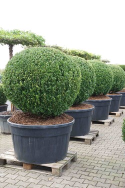 Rinčiuotasis bugienis (Lot Ilex cren.) 'Glory Gem' BONSAI 100/+ CM C230 - nuotrauka 2