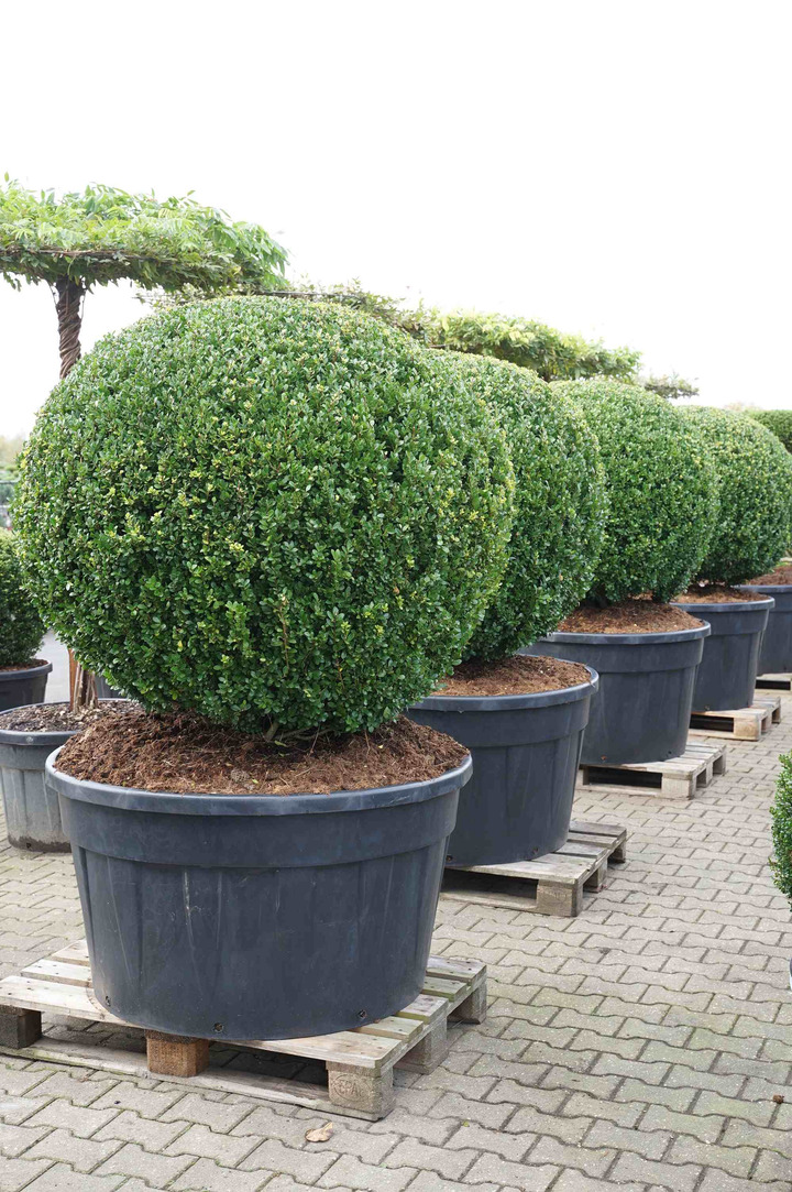 Rinčiuotasis bugienis (Lot Ilex cren.) 'Glory Gem' BONSAI 100/+ CM C230