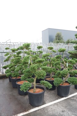 Rinčiuotasis bugienis (Lot Ilex cren.) 'Glory Gem' 80-90 CM BALL C180 - nuotrauka 1