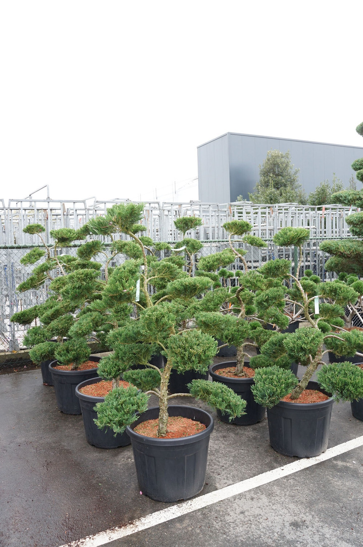 Rinčiuotasis bugienis (Lot Ilex cren.) 'Glory Gem' 80-90 CM BALL C180