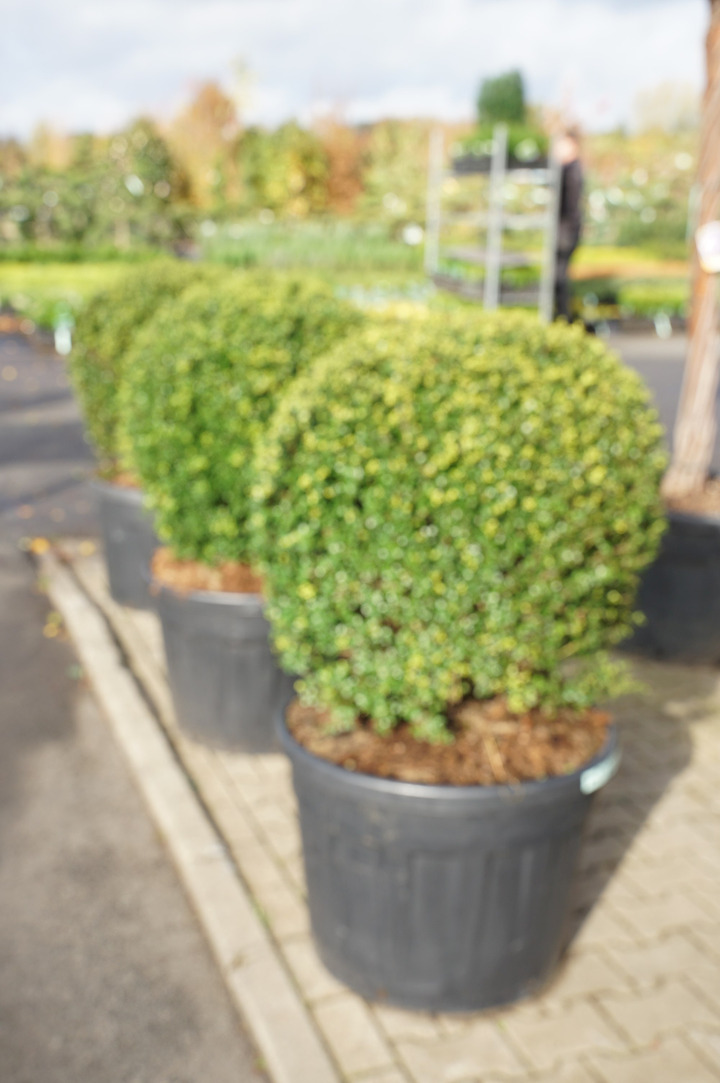 Rinčiuotasis bugienis (Lot Ilex cren.) 'Glory Gem' 80-90 CM BALL C180