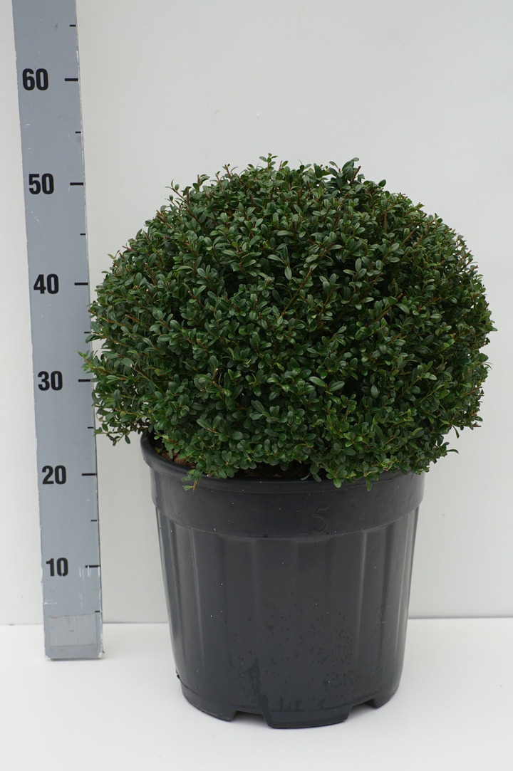 Rinčiuotasis bugienis (Lot Ilex cren.) 'Glory Gem' 30-35 CM BALL C15