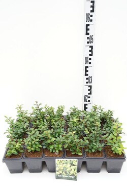 Rinčiuotasis bugienis (Lot Ilex cren.) 'Green Hedge' P9 GROWTRAY