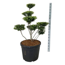 Rinčiuotasis bugienis (Lot Ilex cren.) 'Green Hedge' BONSAI 100-125 C90 - nuotrauka 1