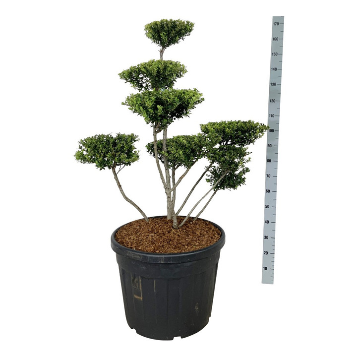 Rinčiuotasis bugienis (Lot Ilex cren.) 'Green Hedge' BONSAI 100-125 C90