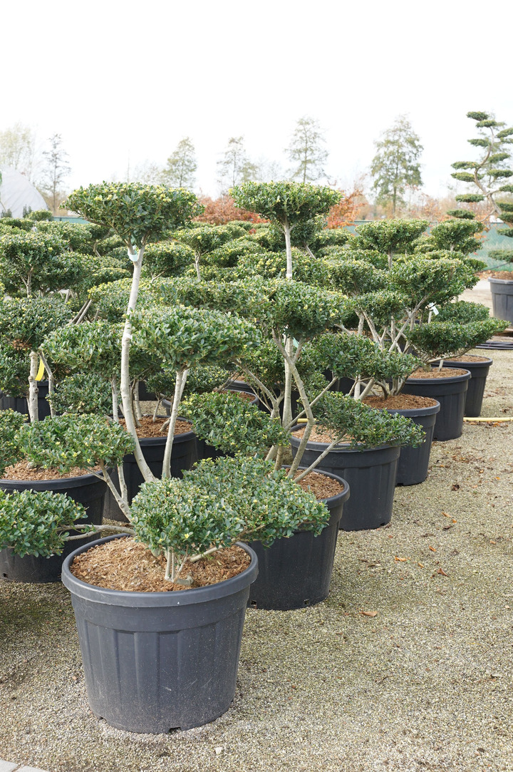 Rinčiuotasis bugienis (Lot Ilex cren.) 'Green Hedge' BONSAI 100-125 C90