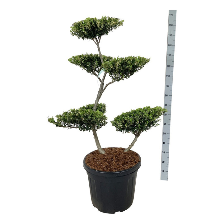 Rinčiuotasis bugienis (Lot Ilex cren.) 'Green Hedge' BONSAI 100-125 C55