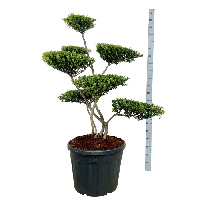 Rinčiuotasis bugienis (Lot Ilex cren.) 'Green Hedge' BONSAI 125-150 C90