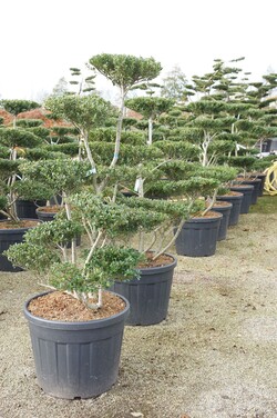 Rinčiuotasis bugienis (Lot Ilex cren.) 'Green Hedge' BONSAI 125-150 C90 - nuotrauka 2