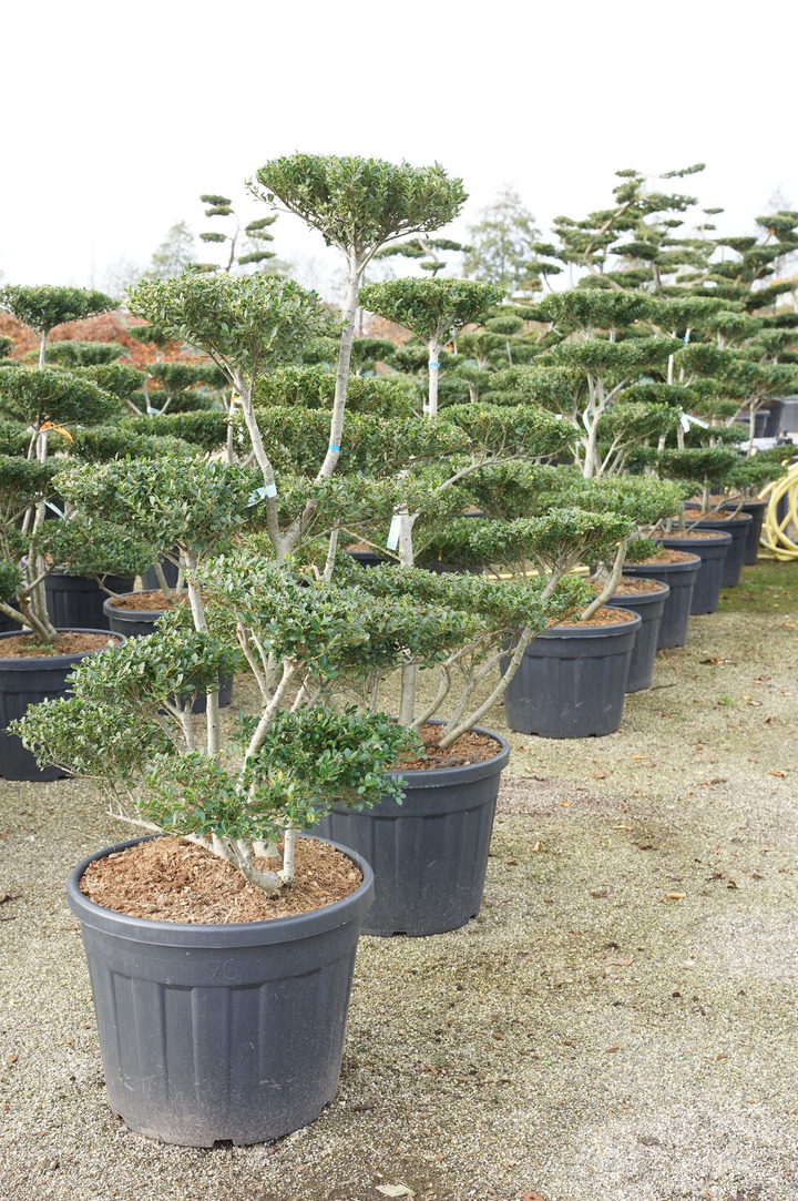 Rinčiuotasis bugienis (Lot Ilex cren.) 'Green Hedge' BONSAI 125-150 C90