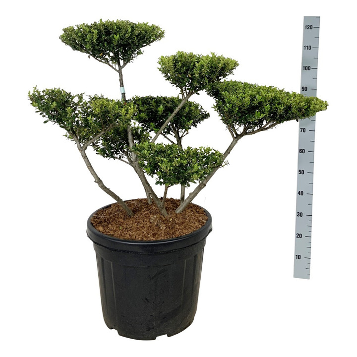 Rinčiuotasis bugienis (Lot Ilex cren.) 'Green Hedge' BONSAI 60-80 CM C55