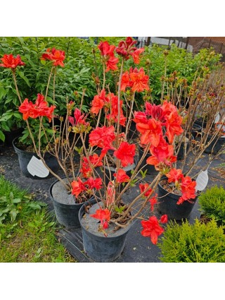 Azalija (Lot Azalea) 'FEUERWERK' C5 80-100CM-AZALIJOS-KRŪMAI