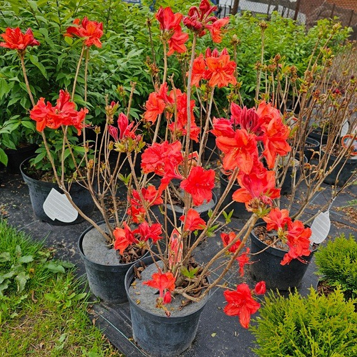Azalija (Lot Azalea) 'FEUERWERK' C5 80-100CM-AZALIJOS-KRŪMAI