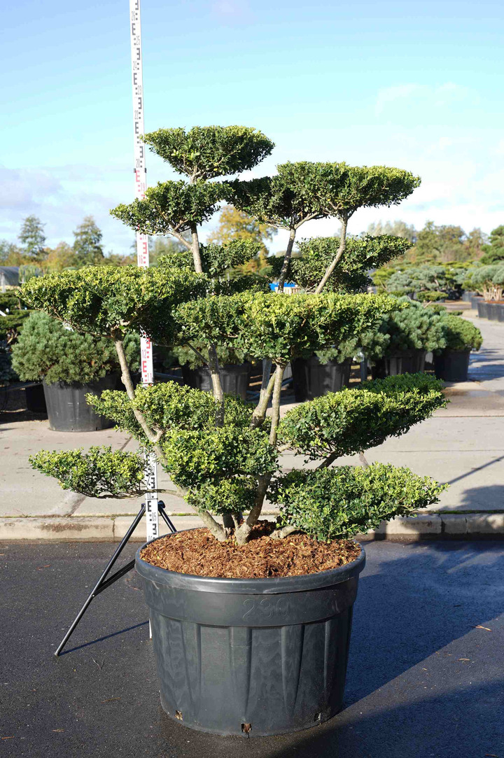 Rinčiuotasis bugienis (Lot Ilex cren.) 'Green Lustre' BONSAI 150-175 C230
