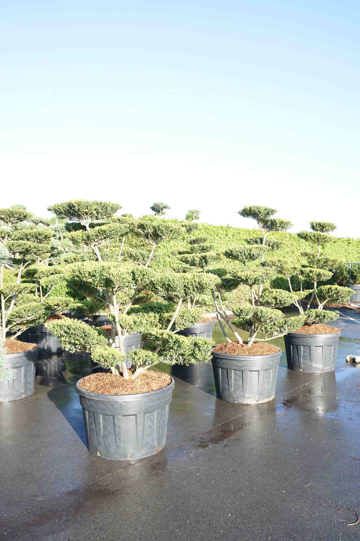 Rinčiuotasis bugienis (Lot Ilex cren.) 'Green Lustre' BONSAI 150-175 C230