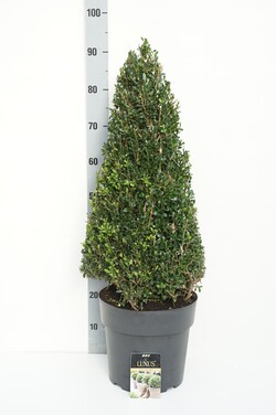 Rinčiuotasis bugienis (Lot Ilex cren.) 'Luxus' 60-70 CM CONE C10