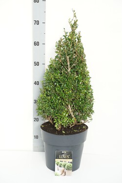 Rinčiuotasis bugienis (Lot Ilex cren.) 'Luxus' 50-60 CM CONE C5/P23