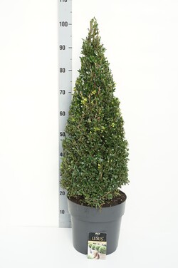 Rinčiuotasis bugienis (Lot Ilex cren.) 'Luxus' 70-80 CM CONE C10