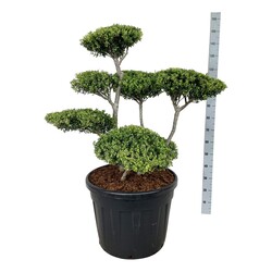 Rinčiuotasis bugienis (Lot Ilex crenata) BONSAI 80-100CM C80 - nuotrauka 1