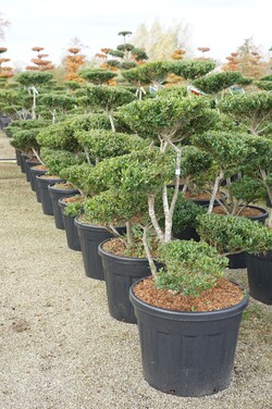 Rinčiuotasis bugienis (Lot Ilex crenata) BONSAI 80-100CM C80 - nuotrauka 2