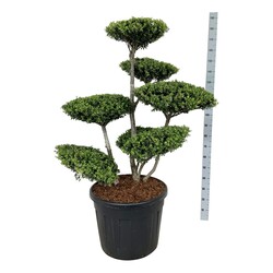 Rinčiuotasis bugienis (Lot Ilex crenata) BONSAI 100-125 C90 - nuotrauka 1