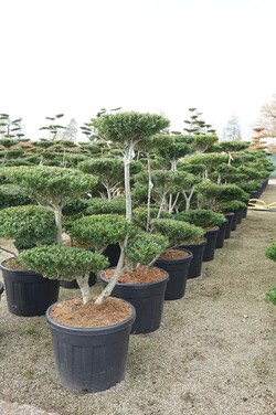 Rinčiuotasis bugienis (Lot Ilex crenata) BONSAI 100-125 C90 - nuotrauka 2