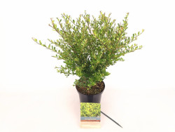 Rinčiuotasis bugienis (Lot Ilex cren.) 'Strong Caroline' C2/P17 30-40 CM