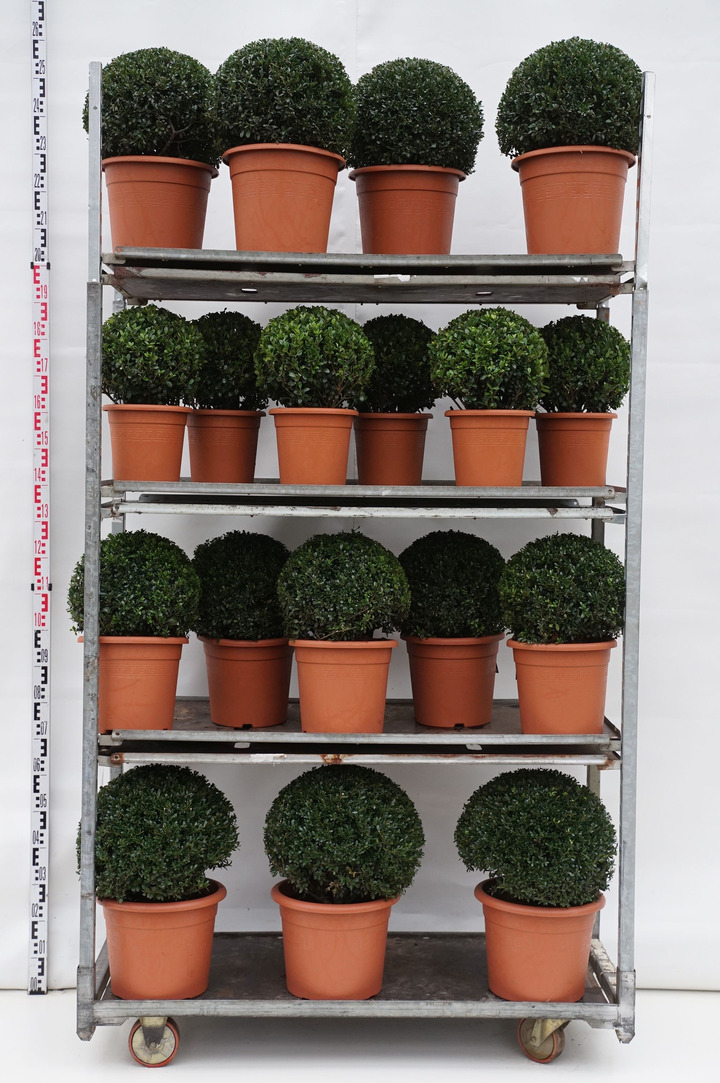 Rinčiuotasis bugienis (Lot Ilex cren.) 'Stokes' MIX CC 1 Fresh potted - 'Carl. Upright': 15x Ball 25-30 CM + 'Stokes' 10x Ball 3