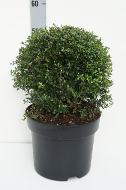 Rinčiuotasis bugienis (Lot Ilex cren.) 'Stokes' 30 CM BALL C10