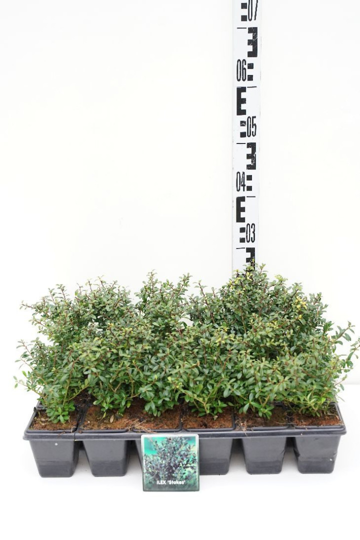 Rinčiuotasis bugienis (Lot Ilex cren.) 'Stokes' P9 GROWTRAY
