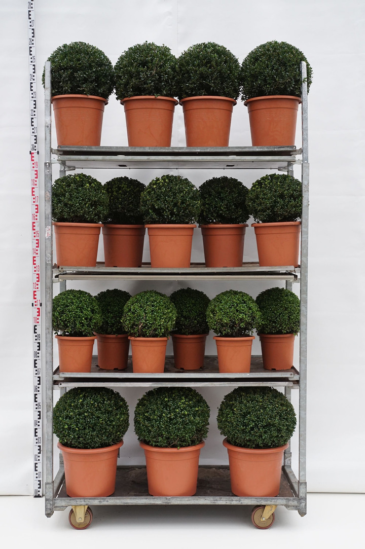 Rinčiuotasis bugienis (Lot Ilex crenata) MIX CC 2 Fresh potted - 'Stokes': 8x Ball 35-40 CM + 'Convexa' 10x Ball 30-35 CM + 7x B