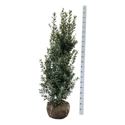 Bugienis (Lot Ilex mes.) 'Heckenstar' 150-175 CM RB EXTRA TRNSPL - nuotrauka 1