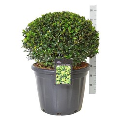 Bugienis (Lot Ilex mes.) 'Heckenstar' 50-60 BALL C45 EXTR - nuotrauka 1