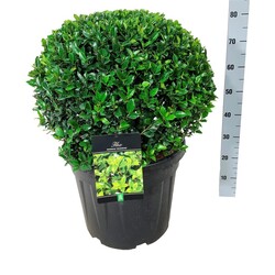 Bugienis (Lot Ilex mes.) 'Heckenstar' 50-60 BALL C45 EXTR - nuotrauka 2