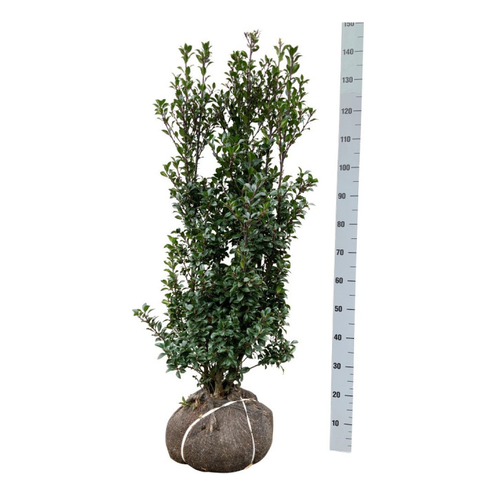 Bugienis (Lot Ilex mes.) 'Heckenstar' 100-125 CM RB EXTRA TRNSPL