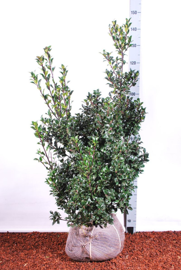 Bugienis (Lot Ilex mes.) 'Heckenstar' 100-125 CM RB EXTRA TRNSPL
