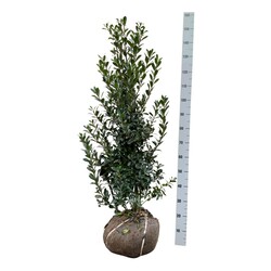 Bugienis (Lot Ilex mes.) 'Heckenpracht' 100-125 CM RB