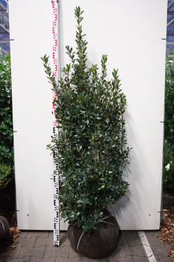 Bugienis (Lot Ilex mes.) 'Heckenpracht' 125-150 CM RB EXTRA TRNSPL