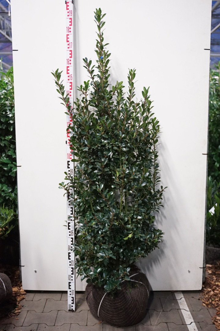 Bugienis (Lot Ilex mes.) 'Heckenpracht' 125-150 CM RB EXTRA TRNSPL